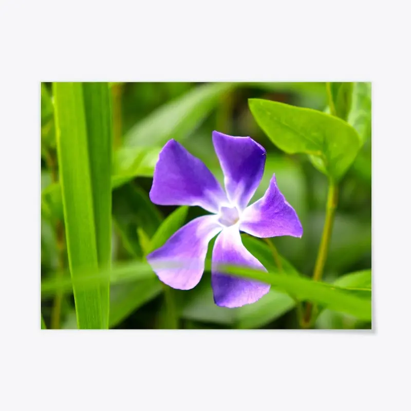 Periwinkle in Green