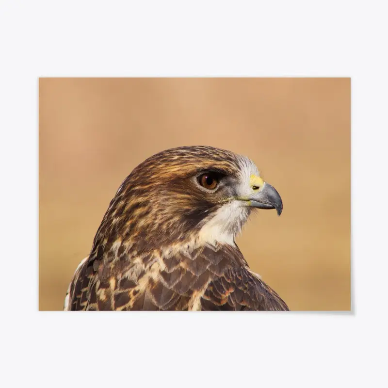 Swainson's Hawk Head Shot