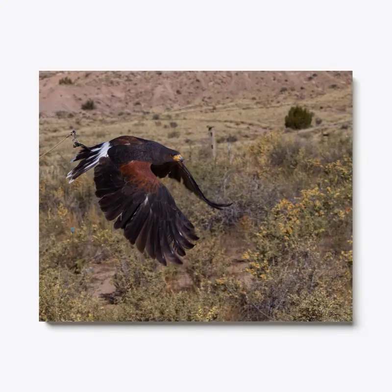 Harris's Hawk in Flight Bird of Prey