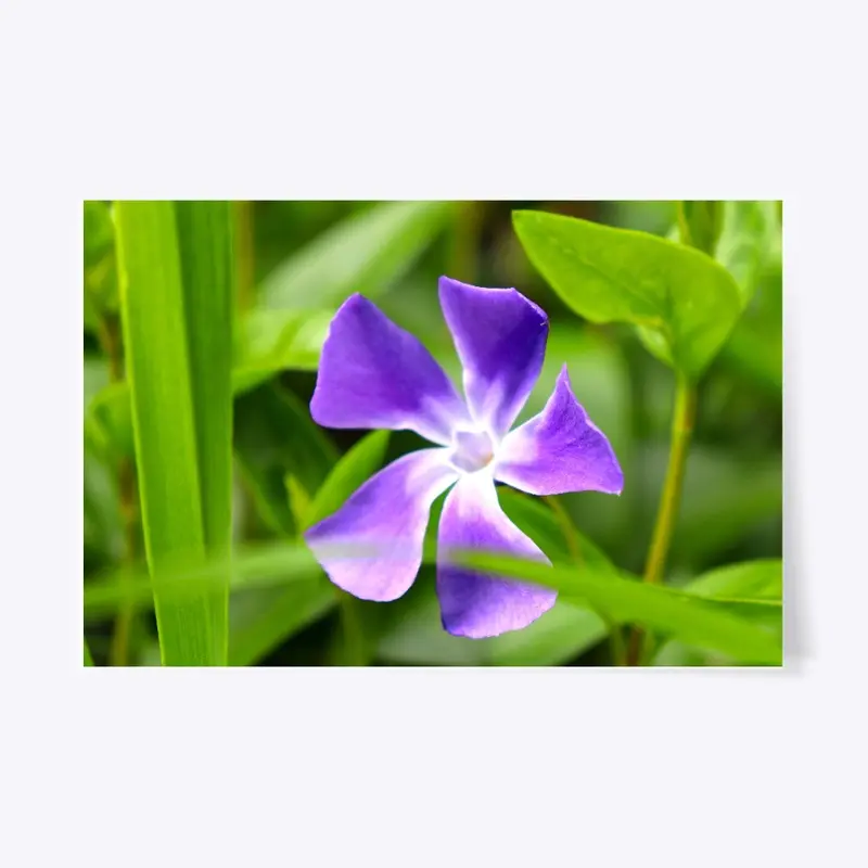 Periwinkle in Green