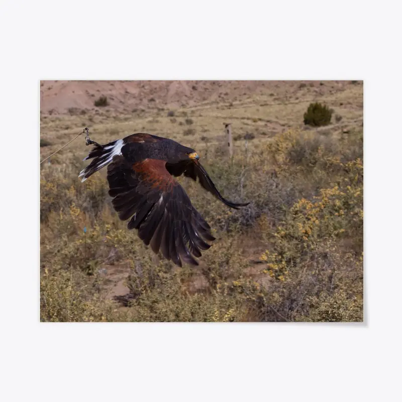 Harris's Hawk in Flight Bird of Prey