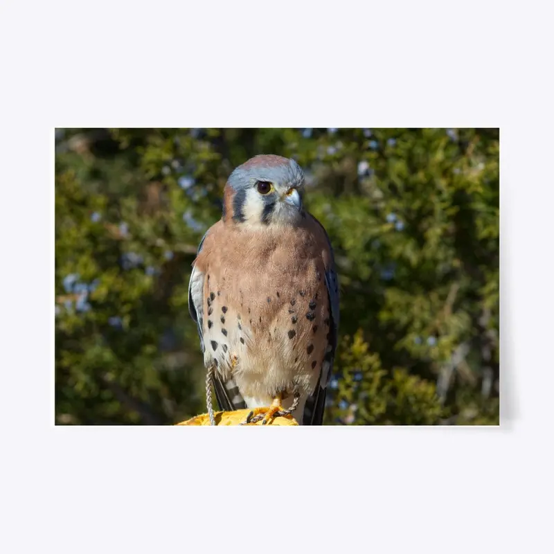 American Kestrel Perch Full