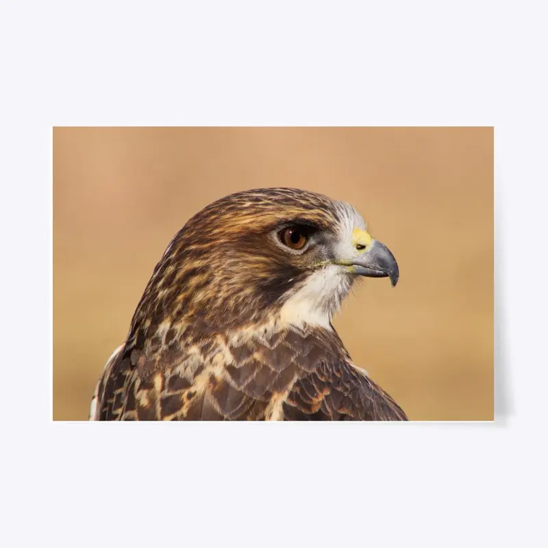 Swainson's Hawk Head Shot