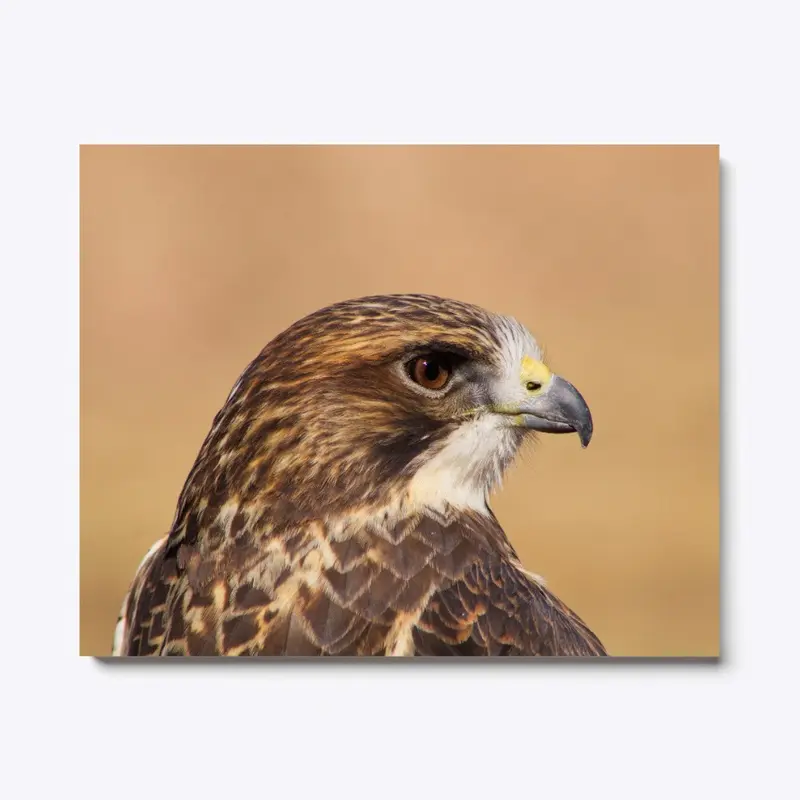 Swainson's Hawk Head Shot