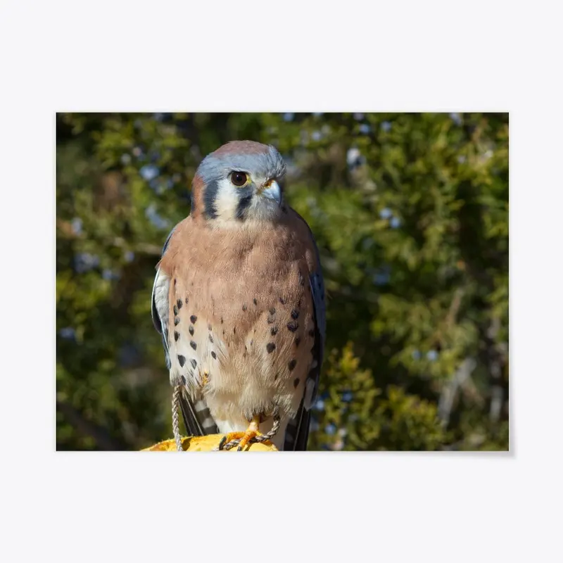 American Kestrel Perch Full