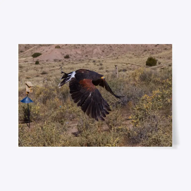 Harris's Hawk in Flight Bird of Prey