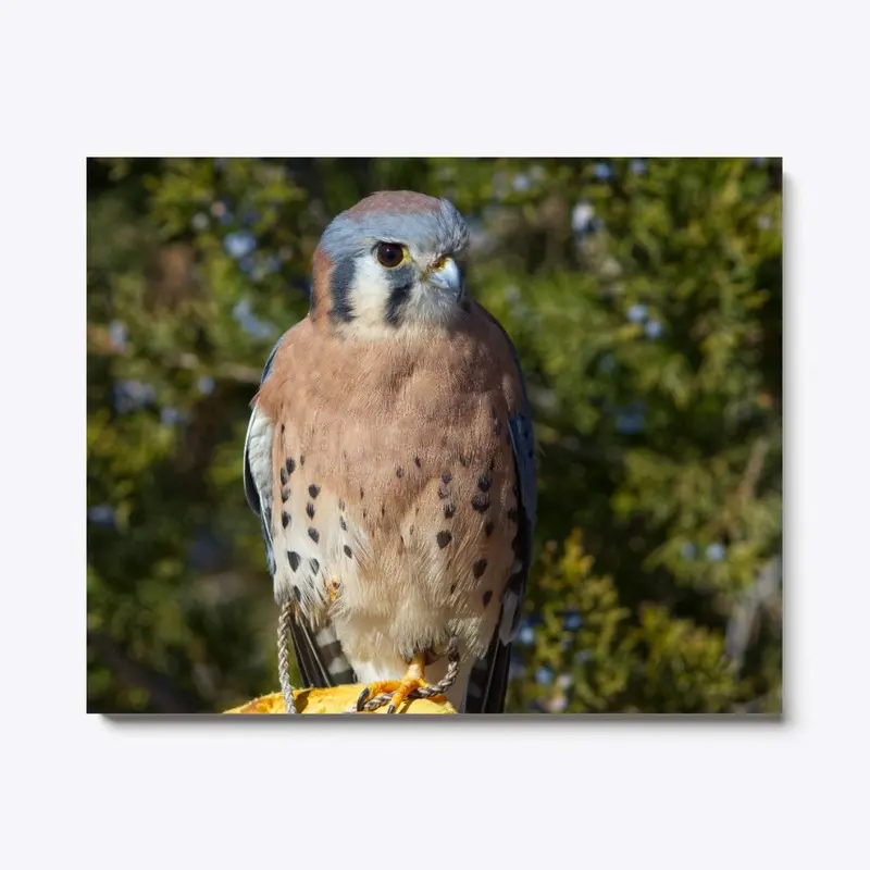 American Kestrel Perch Full