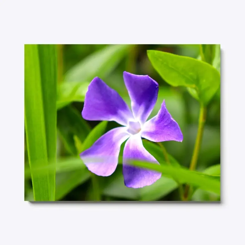 Periwinkle in Green